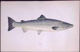 Salmon Fish Scarce Antique 1877 Johnathan Couch Woodblock Engraving-41