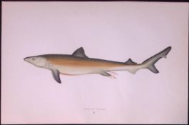 Great White Shark Scarce Antique 1877 J. Couch Woodblock Engraving-16
