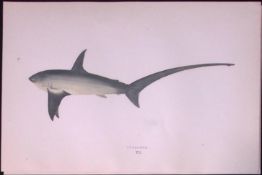 Thrasher Shark Scarce Antique 1877 J. Couch Woodblock Engraving-14