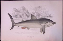 Basking Shark Scarce Antique 1877 J. Couch Woodblock Engraving-1
