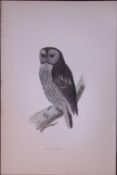 Tawny Owl Rev Morris Antique History of British Birds 130 Years-Old Engraving-5