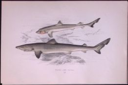 Topper & Young Shark Scarce Antique 1877 J. Couch Woodblock Engraving-15