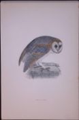 White Owl Rev Morris Antique History of British Birds 130 Years-Old Engraving-9