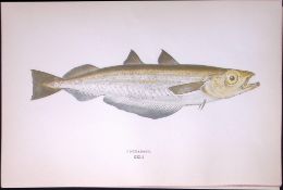 Poutassou Fish Scarce Antique 1877 Johnathan Couch Woodblock Engraving-85