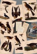 Job lot Alexander Wilson Rare American Birds Copper Plate Engravings-7.