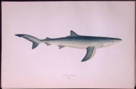 Blue Shark Scarce Antique 1877 Johnathan Couch Woodblock Engraving-2