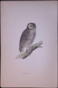Little Owl Rev Morris Antique History of British Birds 130 Years-Old Engraving-10