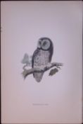 Tengmalm’s Owl Rev Morris Antique History of British Birds 130 Years-Old Engraving-7