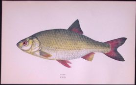 Rudd Fish Scarce Antique 1877 Johnathan Couch Woodblock Engraving-31