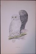 Snowy Owl Rev Morris Antique History of British Birds 130 Years-Old Engraving-1