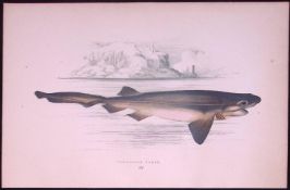 Six-Grilled Shark Scarce Antique 1877 J. Couch Woodblock Engraving-11