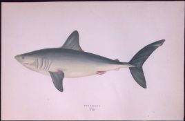 Porbeagle Shark Scarce Antique 1877 J. Couch Woodblock Engraving-8