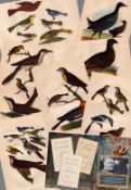 Job lot Alexander Wilson Rare American Birds Copper Plate Engravings-3.