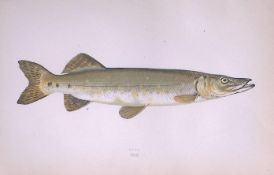 Pike Fish Scarce Antique 1877 Johnathan Couch Woodblock Engraving-35
