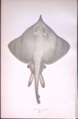 Burton Skate Fish Scarce Antique 1877 Johnathan Couch Woodblock Engraving-100