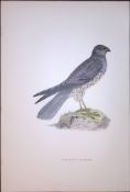 Montagu’s Harrier Rev Morris Antique History of British Birds 130 Years-Old Engraving-31