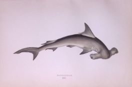 Hammerhead Shark Scarce Antique 1877 J. Couch Woodblock Engraving-5