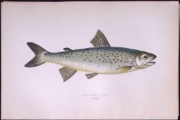 Lochleven Trout Fish Scarce Antique 1877 J. Couch Woodblock Engraving-37