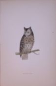 Mottled Owl Rev Morris Antique History of British Birds 130 Years-Old Engraving-11