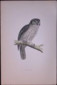 Hawk Owl Rev Morris Antique History of British Birds 130 Years-Old Engraving-8