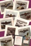 Job-Lot Scarce Limited-Edition Coloured J.G. Millais Antique Mammals Prints-1