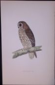 Short-Eared Owl Rev Morris Antique History of British Birds 130 Years-Old Engraving-3