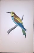 Bee-Eater Rev Morris Antique History of British Birds 130 Years-Old Engraving-34