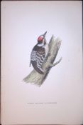 Lesser Spotted Woodpecker Rev Morris Antique History of British Birds 130 Years-Old Engraving-46