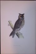Long-Eared Owl Rev Morris Antique History of British Birds 130 Years-Old Engraving-4