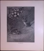 The Skomer Vole Rare 121 Years-Old Limited-Edition J.G. Millais Antique Print.