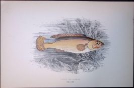 Jago’s Goldsinny Fish Scarce Antique 1877 J. Couch Woodblock Engraving-194