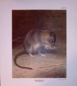 The Brown Rat Rare Limited-Edition Coloured J.G. Millais Antique Print.