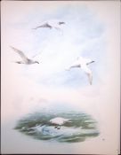 Wilson's Birds of the Antarctic Vintage Petrel Seabird Illustrations 11.
