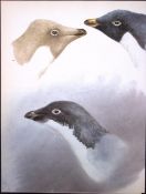 Wilson's Birds of the Antarctic Vintage Adelie Penguins Illustrations 3.