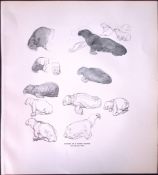 Studies of a Young Walrus Rare Limited-Edition J.G. Millais Antique Print.
