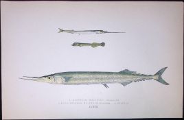 Halfbeaks Fish Scarce Antique 1877 J. Couch Woodblock Engraving-135