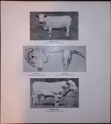 Gisburn Bull & Blickling Cow Rare JG Millais Limited-Edition Antique Print