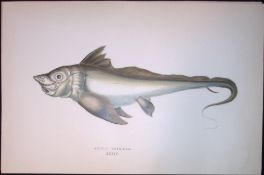 Artic Chimera Fish Scarce Antique 1877 J. Couch Woodblock Engraving-183