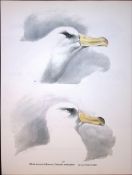 Wilson's Birds of the Antarctic Vintage The Albatross Family Illustrations 1.