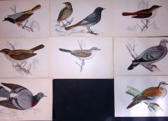 Job-Lot Rev Morris Nightingale, Dove, Whitethroat, 1888 Antique Lithographs-31.