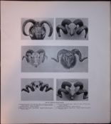 British Domesticated Sheep Heads Rare 121 Years-Old Limited-Edition Antique Print