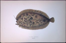 Bloch’s Topknot Fish Scarce Antique 1877 J. Couch Woodblock Engraving-170
