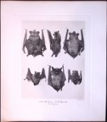 Serotine & Pipistrelle Bats Rare Limited-Edition J.G. Millais Heliogravure Print.