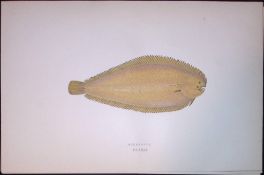 Solenette Fish Scarce Antique 1877 J. Couch Woodblock Engraving-182