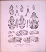 Skulls & Teeth Mustelidae Life Size Rare Limited-Edition Antique Coloured Print