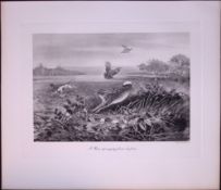 Hare Springing Rare 121 Years-Old Limited-Edition Antique J.G.Millais Print