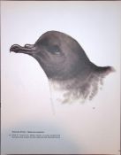 Wilson's Birds of the Antarctic Vintage Petrel Seabird Illustrations 4.