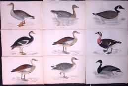 Job-Lot 10 Rev Morris The Goose Family 1888 Antique Lithographs -8.