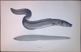 Conger & Morris Eel Fish Scarce Antique 1877 J. Couch Woodblock Engraving-148