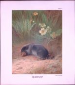 The Common Mole Rare 121 Years-Old Limited-Edition Coloured Antique Print